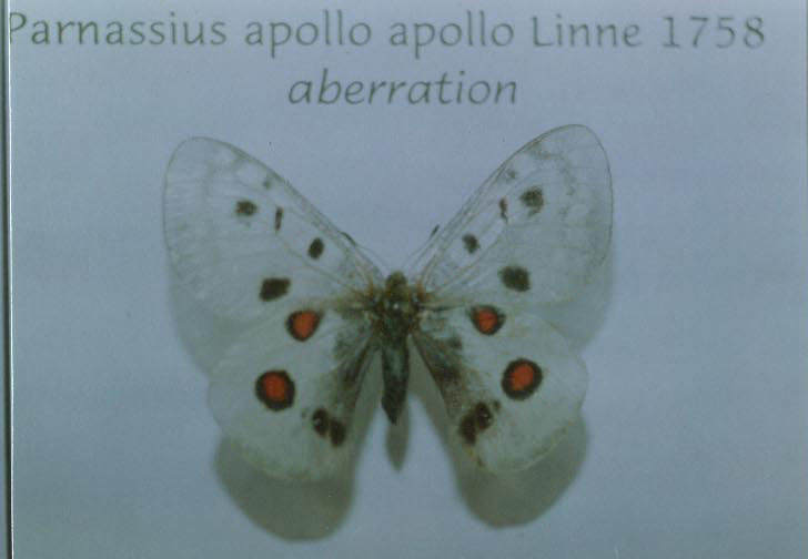 Parnassius apollo un-named aberration (Sweden)2 (Internet Image property of respective owner, non-commercial use only)